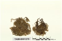 藏品(薄網柳葉苔)的圖片